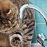 Горячая-вода-котик-кран-пить-кошка.jpg - Перемышльский район