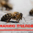 Информация для пчеловодов: обработка сельскохозяйственных культур. - Перемышльский район
